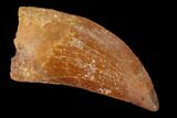 Serrated, Baby Carcharodontosaurus Tooth - Restored Tip #169681-1